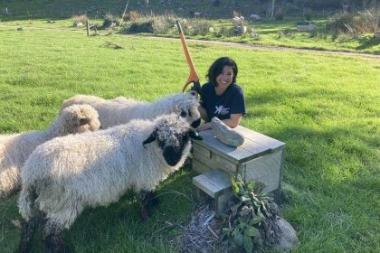 Visitor interacting with sheep in Pohatu Reserve