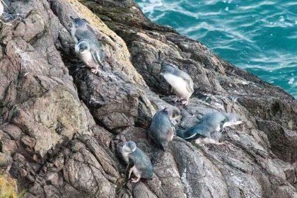 Volcanic sea cliffs at Pohatu Marine Reserve from Akaroa Port