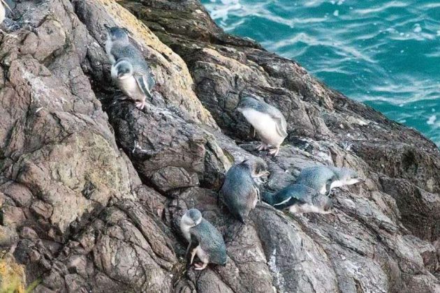 Volcanic sea cliffs at Pohatu Marine Reserve from Akaroa Port