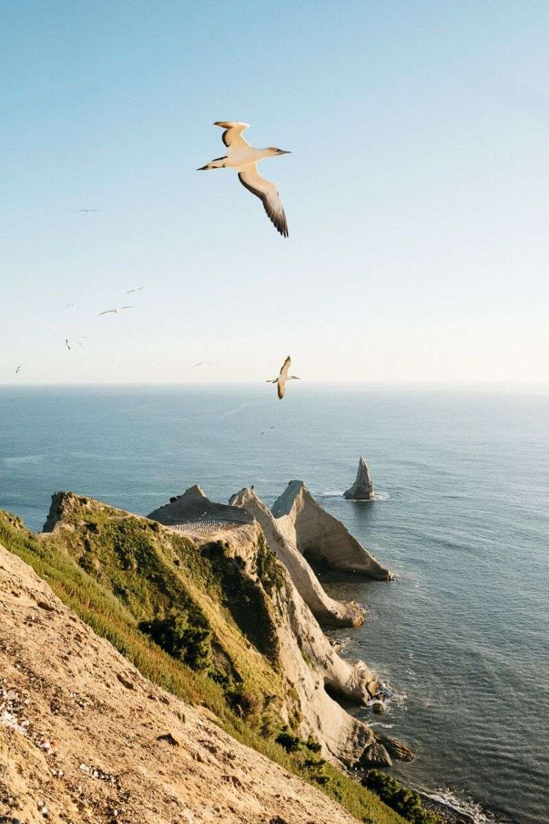 Cape Kidnappers gannets - Napier tours