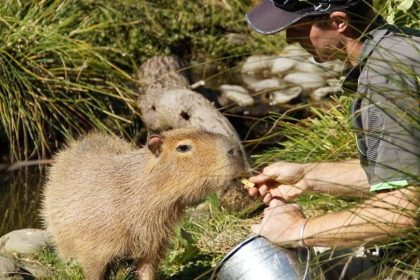 Christchurch City and Willowbank Wildlife Reserve
