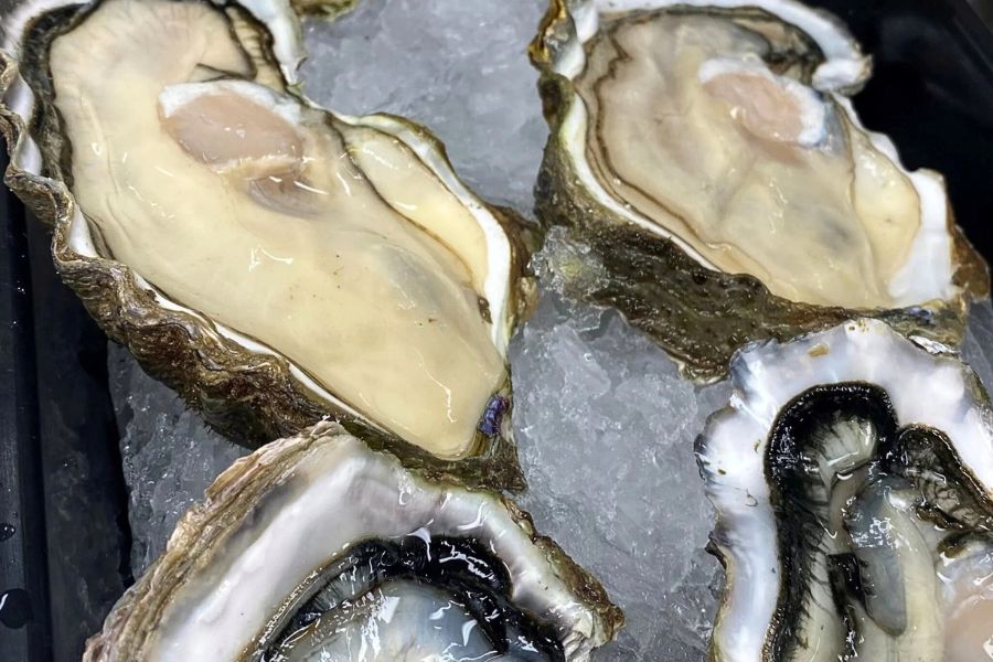 Fresh oysters -Auckland shore excursions