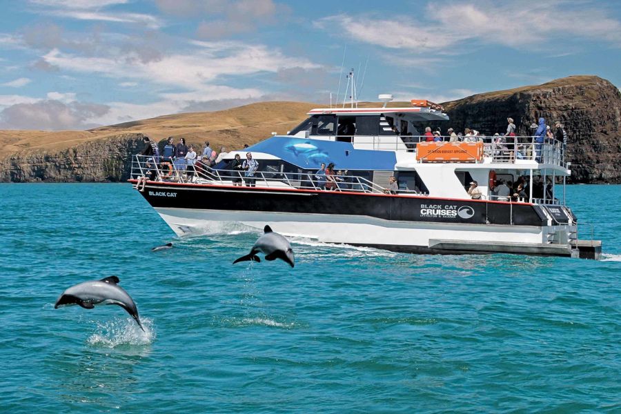 Harbour cruise Akaroa shore excursions