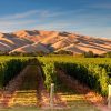 Marlborough Wine Country Discovery