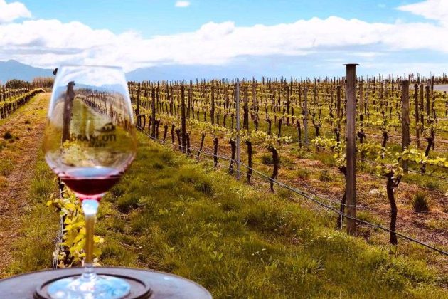 Marlborough vineyard with wine glass among the vines