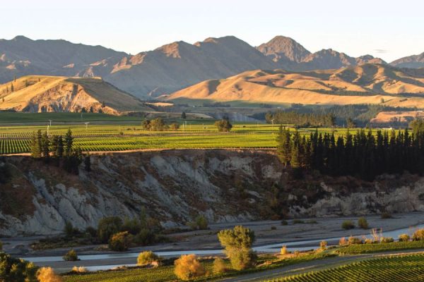 Marlborough vineyards with mountain