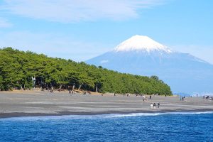 Mihono pine coastline Shimizu