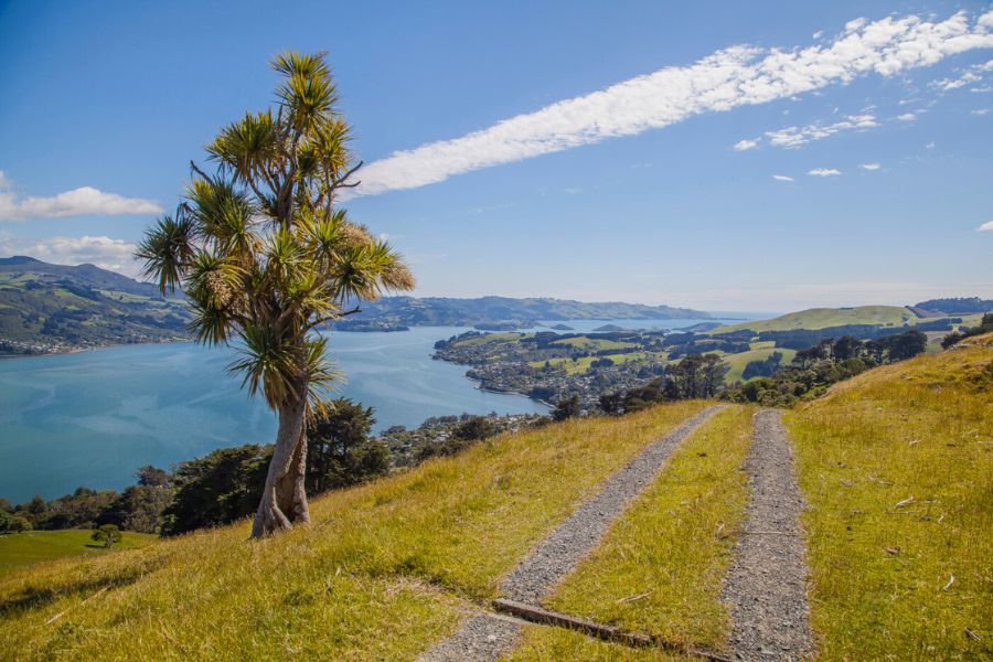Otago Peninsula scenic drive -Dunedin cruise excursions