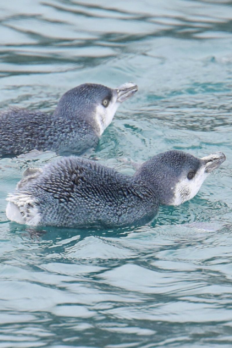 Penguins Akaroa shore excursions