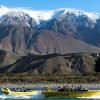 Rakaia Gorge Jet Boat and Christchurch Sightseeing