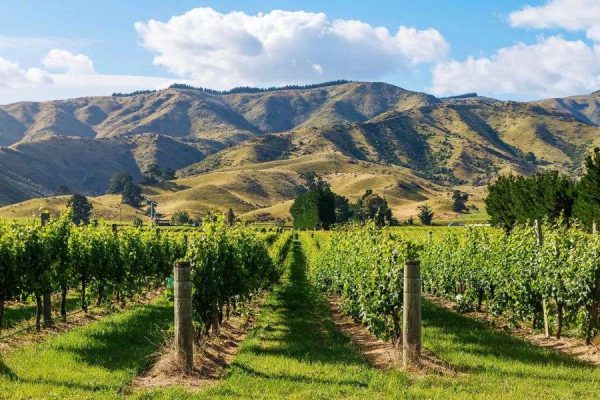 Rolling vineyards in Marlborough wine country