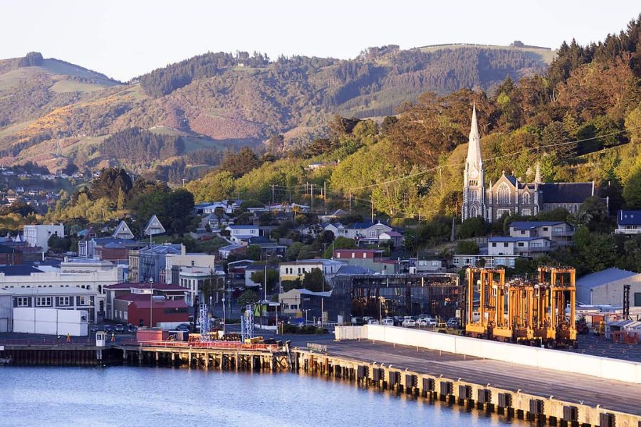 Top Dunedin Shore Excursions and Wildlife Tours for Cruise Passengers