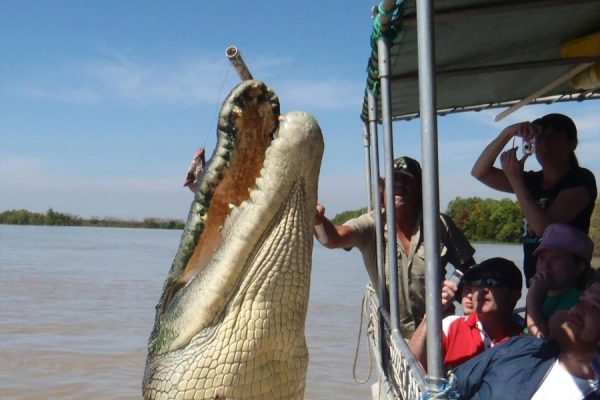 Adelaide River Crocodile Cruise Tour