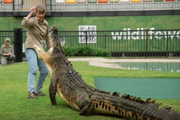 Australia Zoo - Brisbane shore excursions