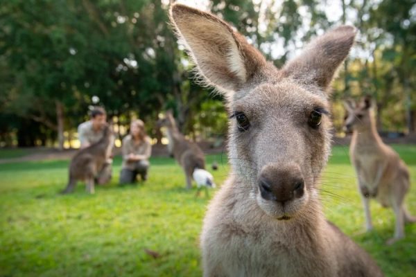Australia Zoo on Brisbane shore excursions