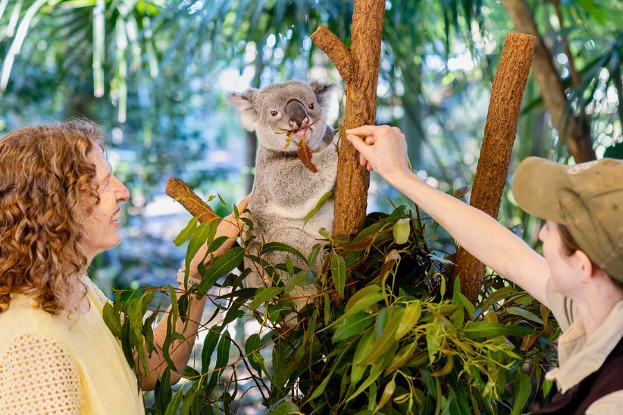 Brisbane Shore Excursions and City Tours for Cruise Passengers