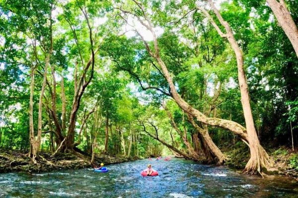 Cairns tropical rainforest tour