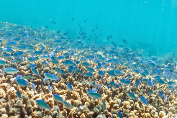 Great barrier reef coral