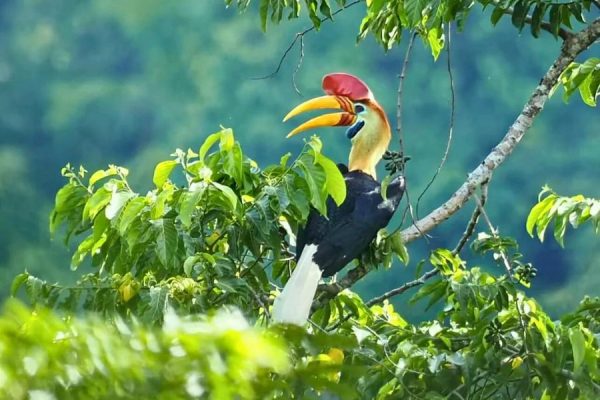 Hornbill in Tangkoko National Park Indonesia