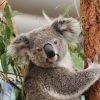 Lone Pine Koala Sanctuary Shore Excursions