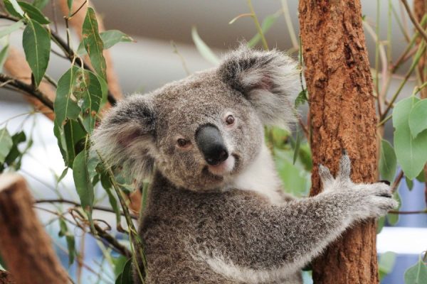 Lone Pine Koala Sanctuary Shore Excursions