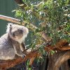 Mornington Peninsula Wildlife & Wine Experience