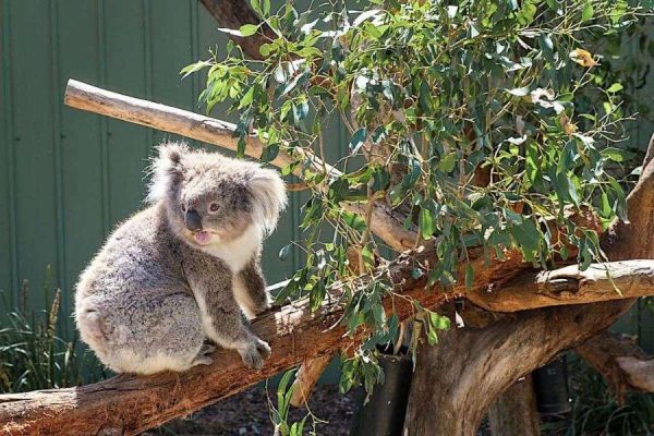 Mornington Peninsula Wildlife & Wine Experience