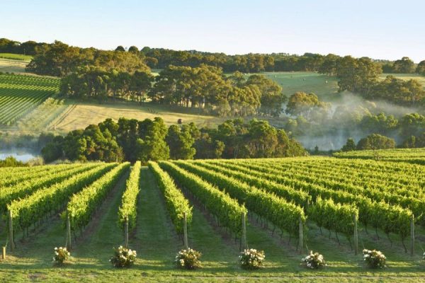 Mornington Peninsula Wine Region Tour