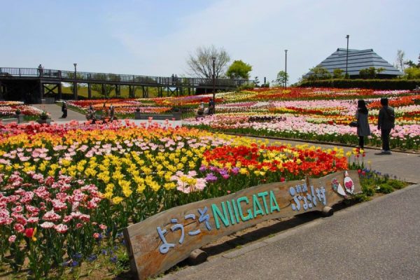 Niigata park in Japan