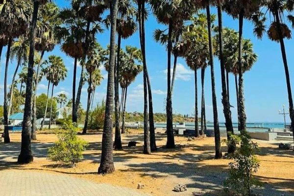 Palm trees at Lasiana Beach Kupang