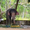 Sacred Elephants & Kerala Traditions