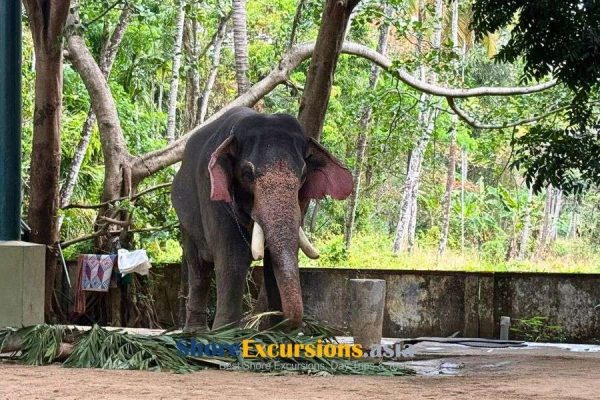 Sacred Elephants & Kerala Traditions