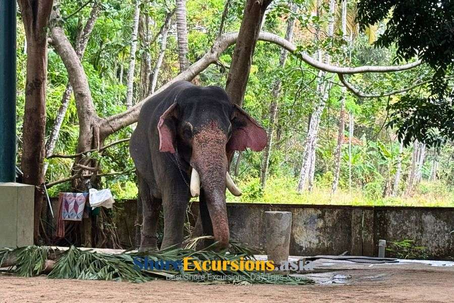 Sacred Elephants & Kerala Traditions Sacred Elephants & Kerala Traditions