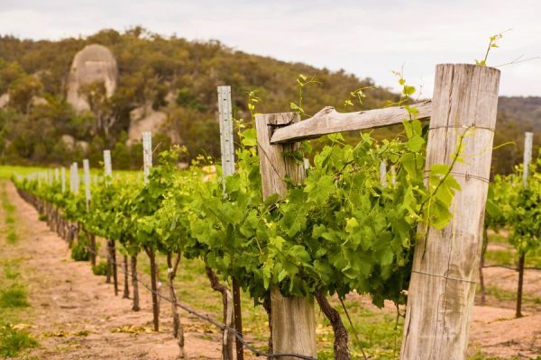 Scenic rim vineyard wine region