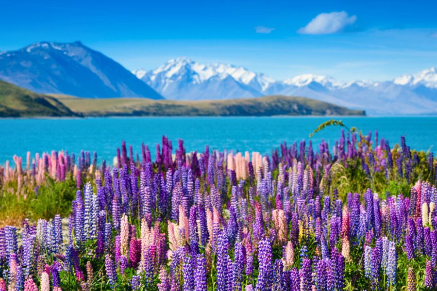 Summer in New Zealand