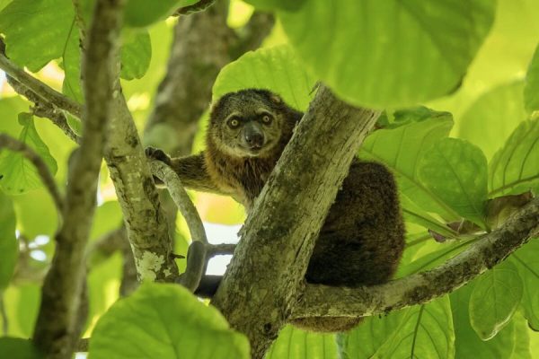 Tarsier in Tangkoko Nature Reserve Indonesia
