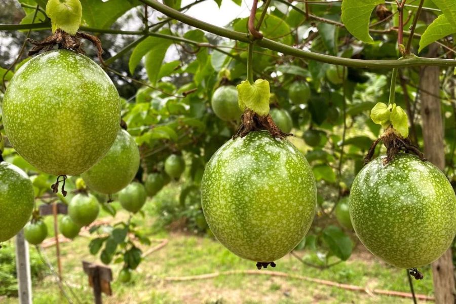 Tropical Fruits in Cairns excursions