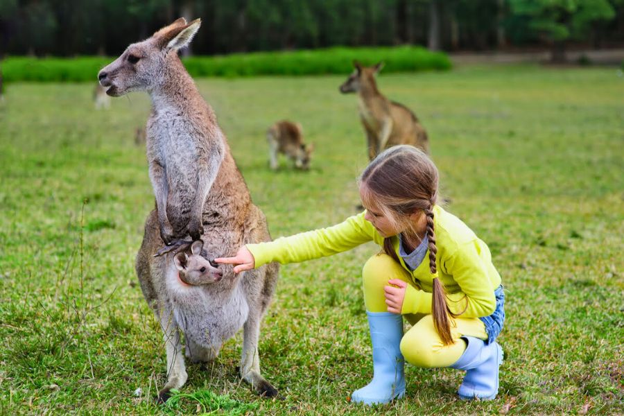 Wildlife Encounters - Brisbane excursions