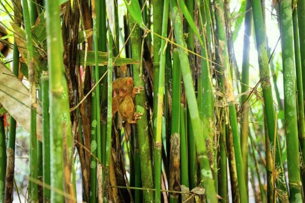 Wildlife in Tangkoko Nature Reserve Indonesia