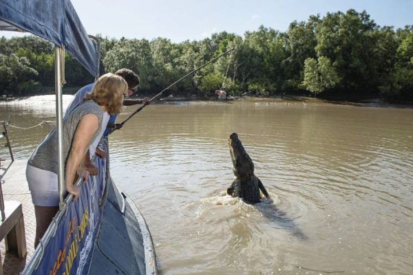 Witness the Jumping Crocodiles - Darwin Shore Excursions