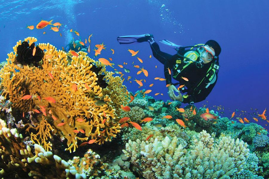 Coral reefs rich in marine life in the Maldives