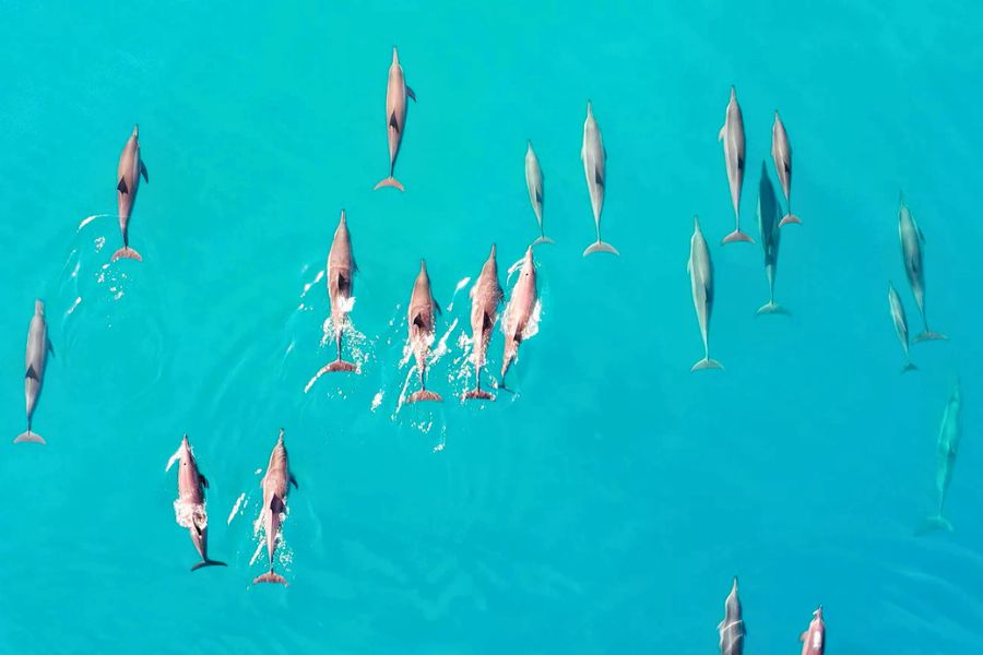 Dolphin watching in the Maldives during a boat excursion