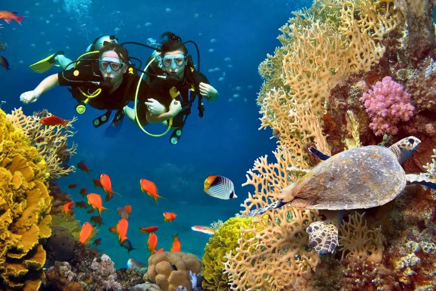 Explore the underwater world of the Maldives