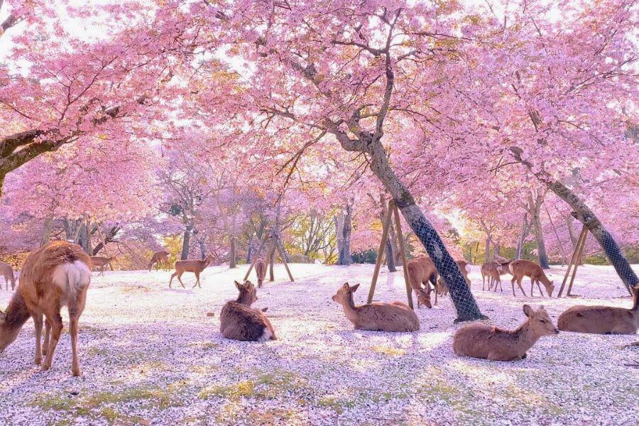 Cherry blossom trees lining a peaceful path in Nara Park