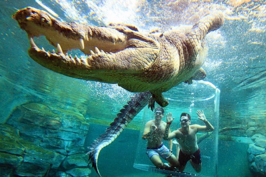 Crocosaurus Cove Darwin saltwater crocodile experience