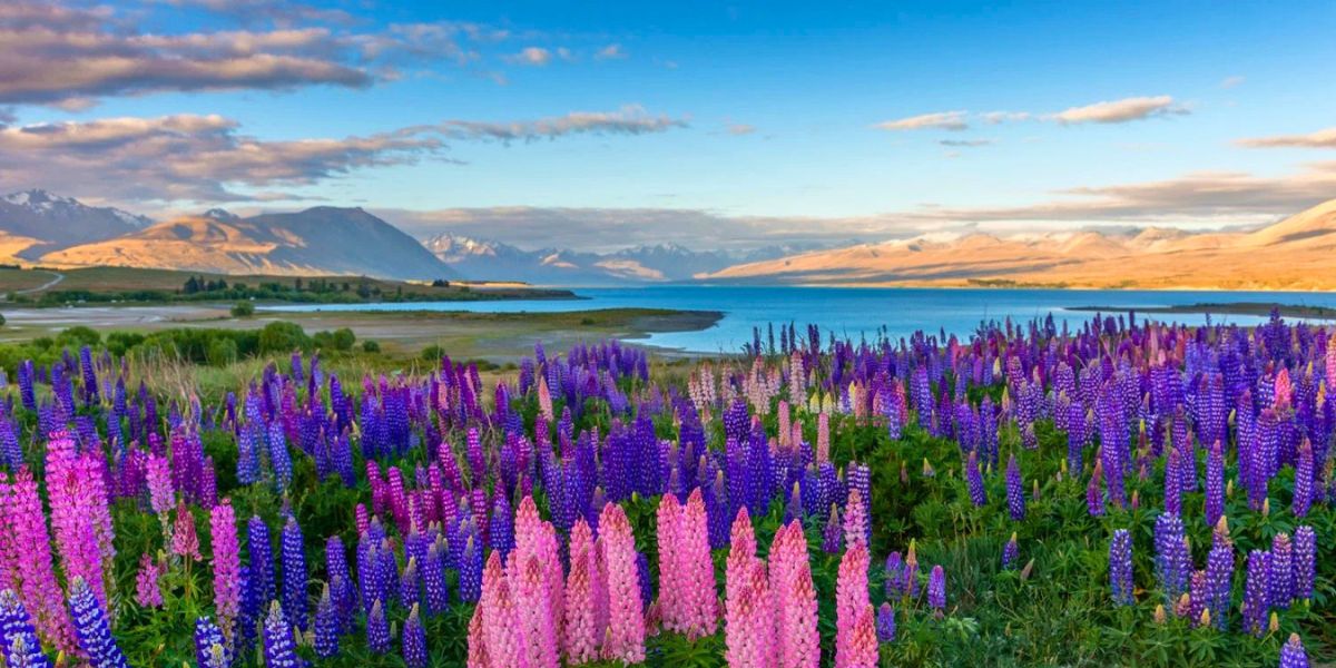 New Zealand shore excursions