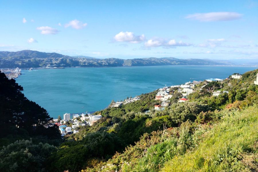 Harbour views from Mount Victoria Lookout