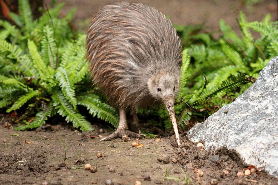Kiwi bird in New Zealand