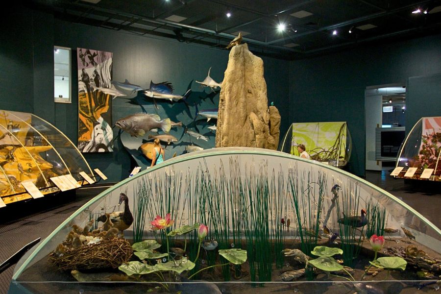 Museum and Art Gallery of the Northern Territory Darwin