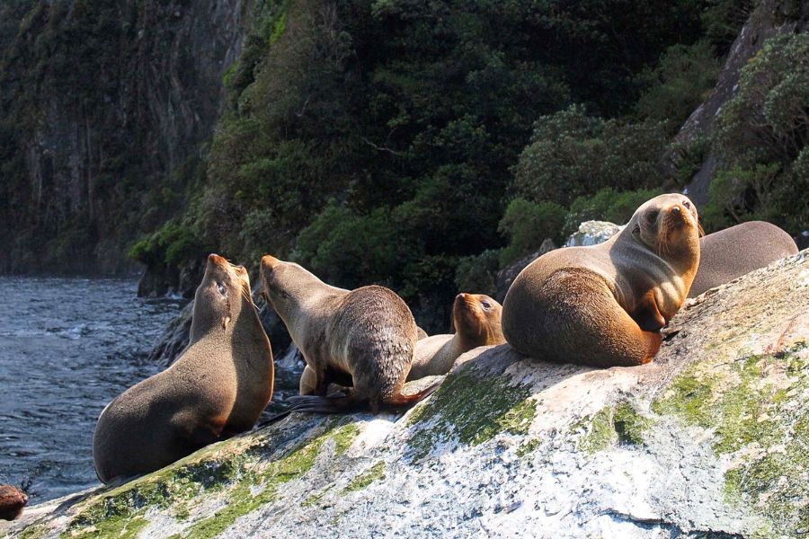 New Zealand wildlife and seals